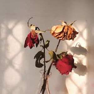 uploads/images/disease/Wilt of rose.jpg